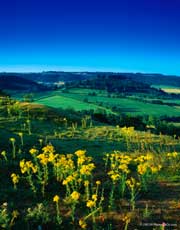 View of meadow; Actual size=180 pixels wide